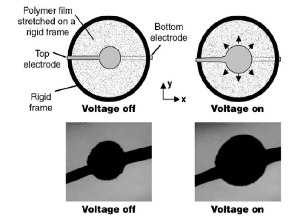 介電彈性體圓形驅(qū)動器的電致變形實驗.png
