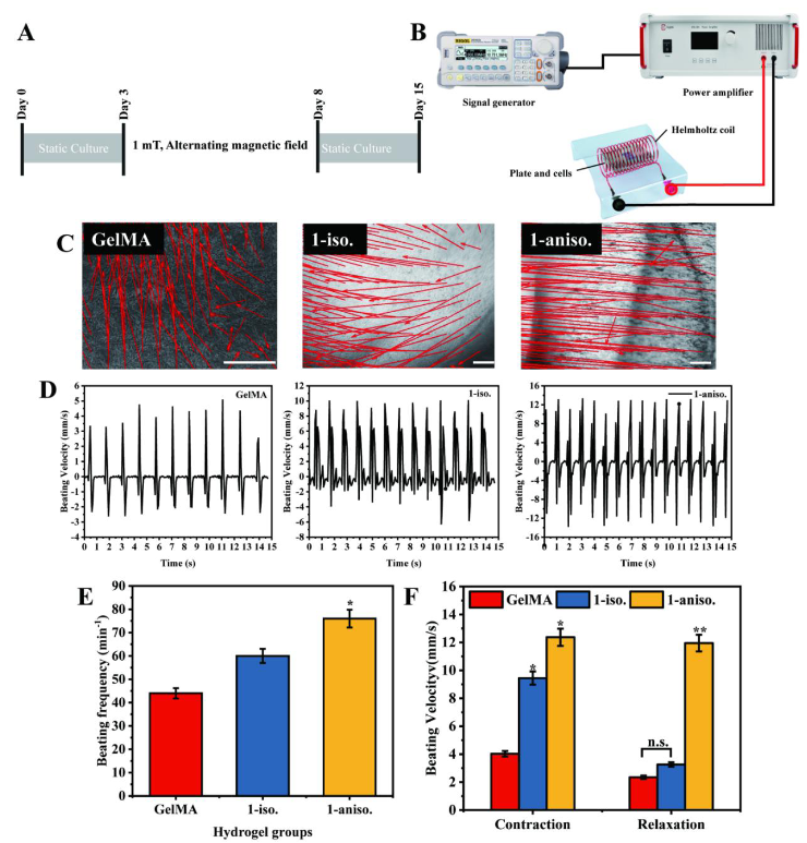 用于心肌細胞磁刺激的交變磁場刺激裝置